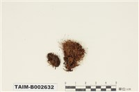 藏品(絲瓜苔屬)的圖片